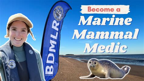 bddmlr|bdmlr marine mammal medic.